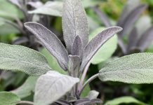 Herbal Diabetes Ampuh - Tanaman Sage