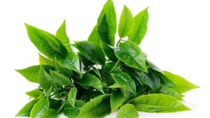 Herbal Hipertensi - Daun Teh Hijau (Camellia sinensis)