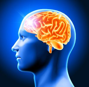 Bongkar Fakta Bagian Otak yang Pengaruhi Emosi dan Kesehatan Kamu