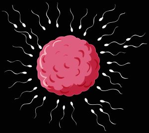 Infertilitas Pria: Torsio dan Iskemik Testis