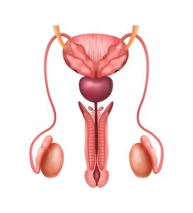 Infertilitas Pria: Torsio dan Iskemik Testis