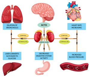 Benarkah 5 Emosi Ini Bisa Berdampak Pada Organ Penting Kamu?